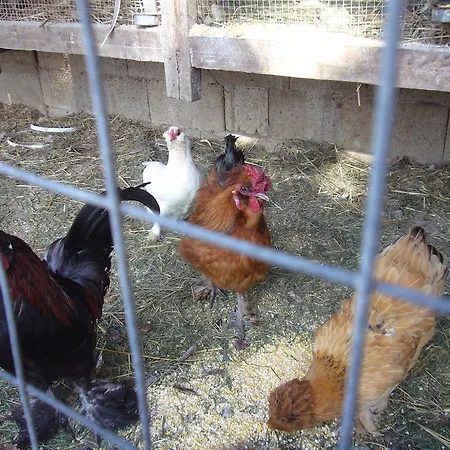 Su Barroccu Riola Sardo